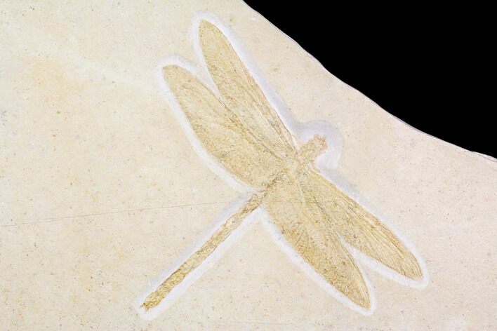 Fossil Dragonfly (Cymatophlebia) - Solnhofen Limestone #92464